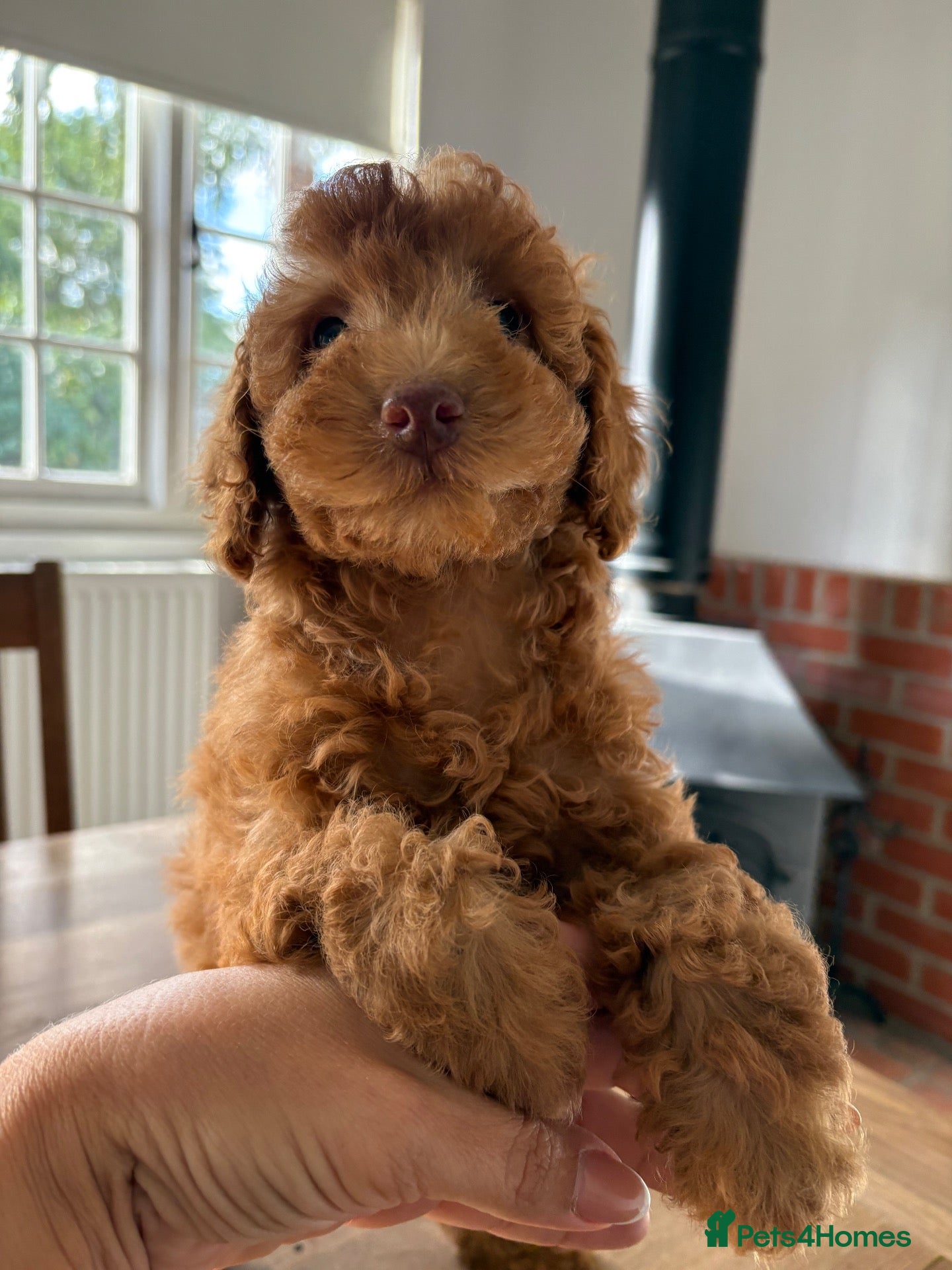 Cavapoo dogs Exceptional health tested Cavapoo puppies - Advert 2