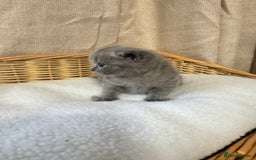 British Shorthair cats for sale: British shorthair kittens  - Image 5