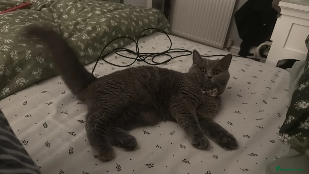 British Shorthair cats for sale: British shorthair  in Derby - Advert 4