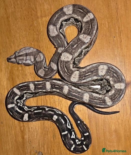 Boa Snake reptiles Arctic & Anery het Sharp boas - Advert 1