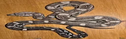 Boa Snake reptiles for sale: Arctic & Anery het Sharp boas - Advert 1