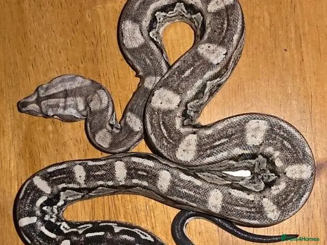 Boa Snake reptiles Arctic & Anery het Sharp boas, AZTEC & INCA - Advert 1