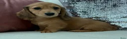 Miniature Dachshund dogs for sale: Minature dachshund ready now - Advert 5