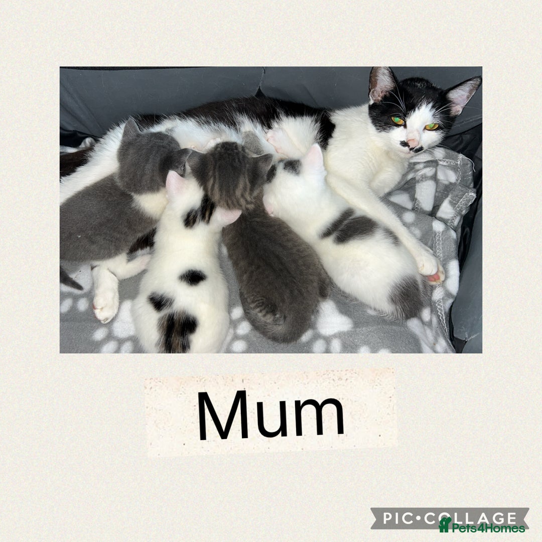 Mixed Breed cats for sale: Beautifull kitten - Image 7