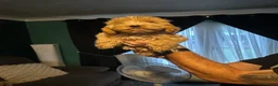 Cockapoo dogs for sale: 5 gorgeous female Cockapoo in Maldon - Advert 8