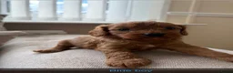 Cavapoo dogs for sale: Cavapoo puppies ruby red - Advert 2