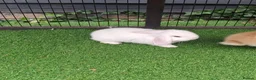 Mini Lop rabbits for sale: Beautiful Mini lops ❤️ - Advert 7