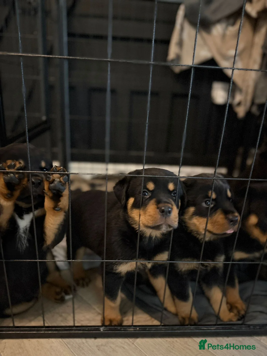 Rottweiler dogs for sale: Rottweiler puppies  - Advert 3