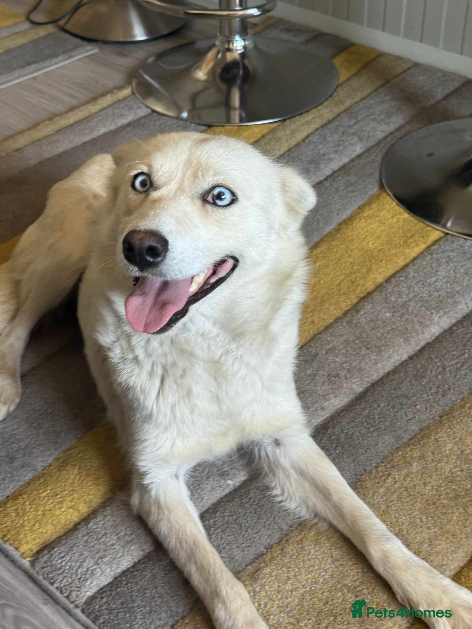 Mixed Breed dogs Sweet Rita Needs Love  - Advert 3