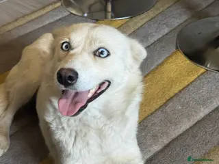 Mixed Breed dogs Sweet Rita Needs Love - Advert 1
