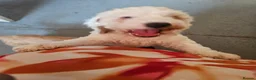 Cockapoo dogs for sale: Ready now!! Beautiful white and red F2 cockapoos - Advert 15