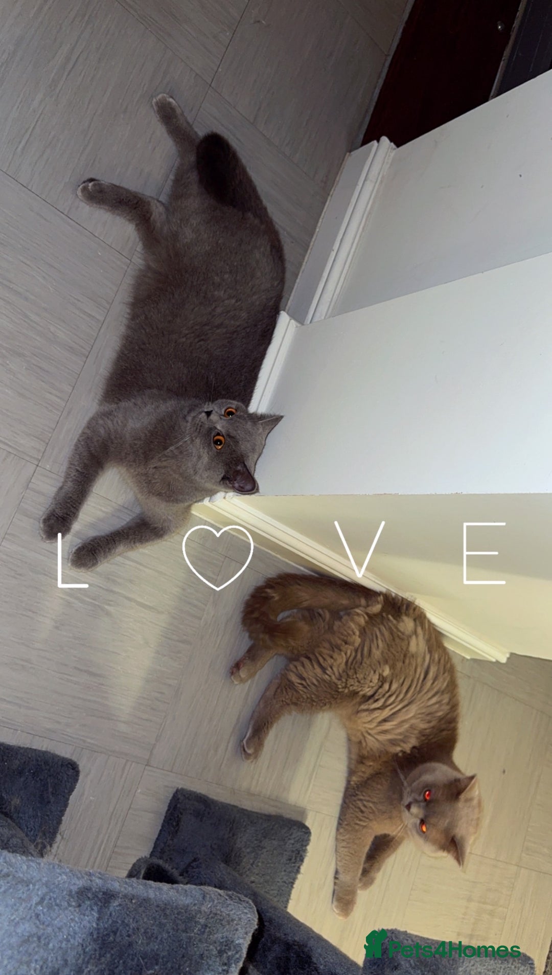 British Shorthair cats for sale: British shorthair Cats  - Advert 7