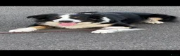 Border Collie dogs for stud: Large Tri color border collie STUD  in Deeside - Advert 8