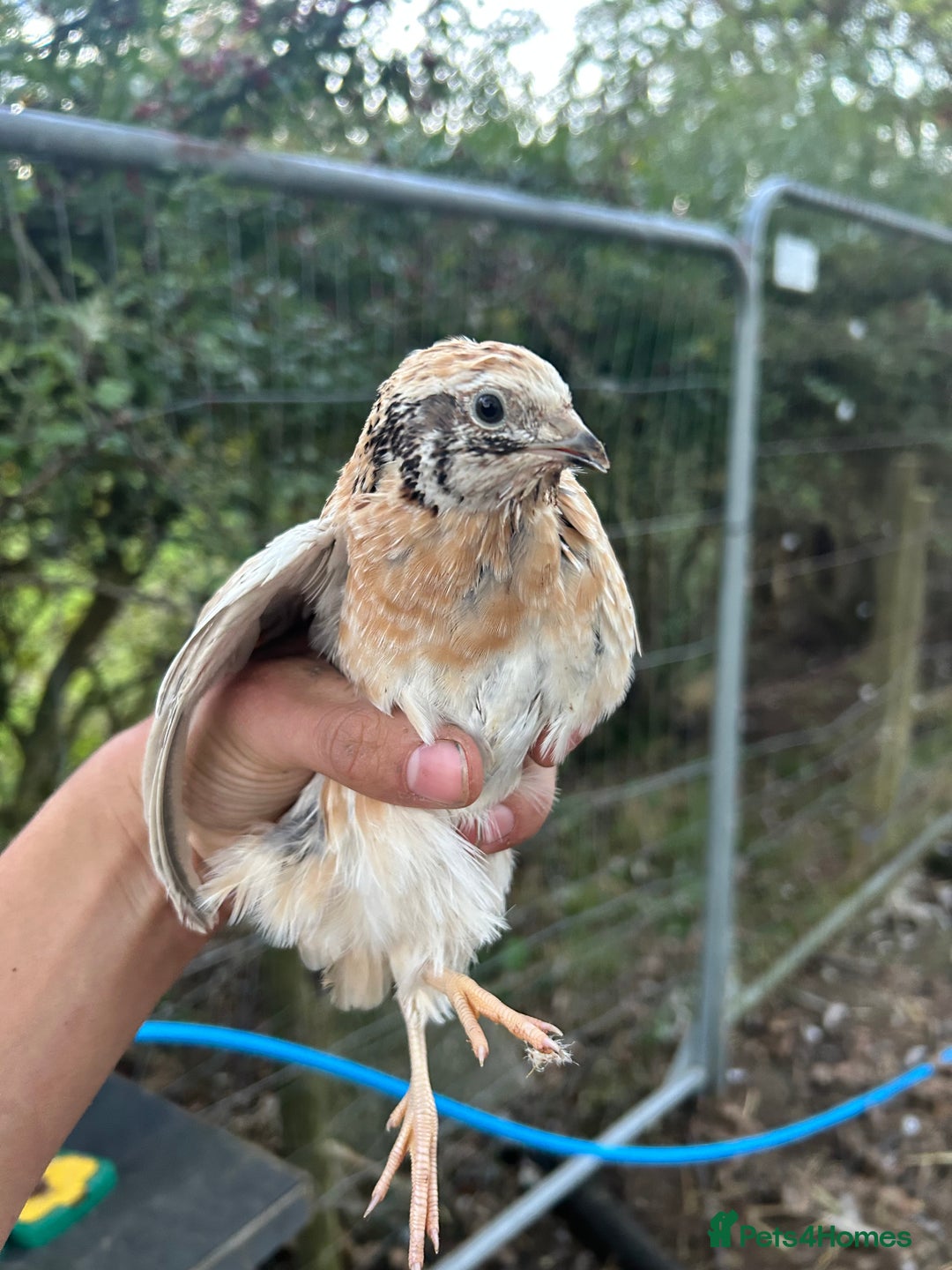 Mixed Breed poultry for sale: Selection of Poultry Available (See description) - Image 14