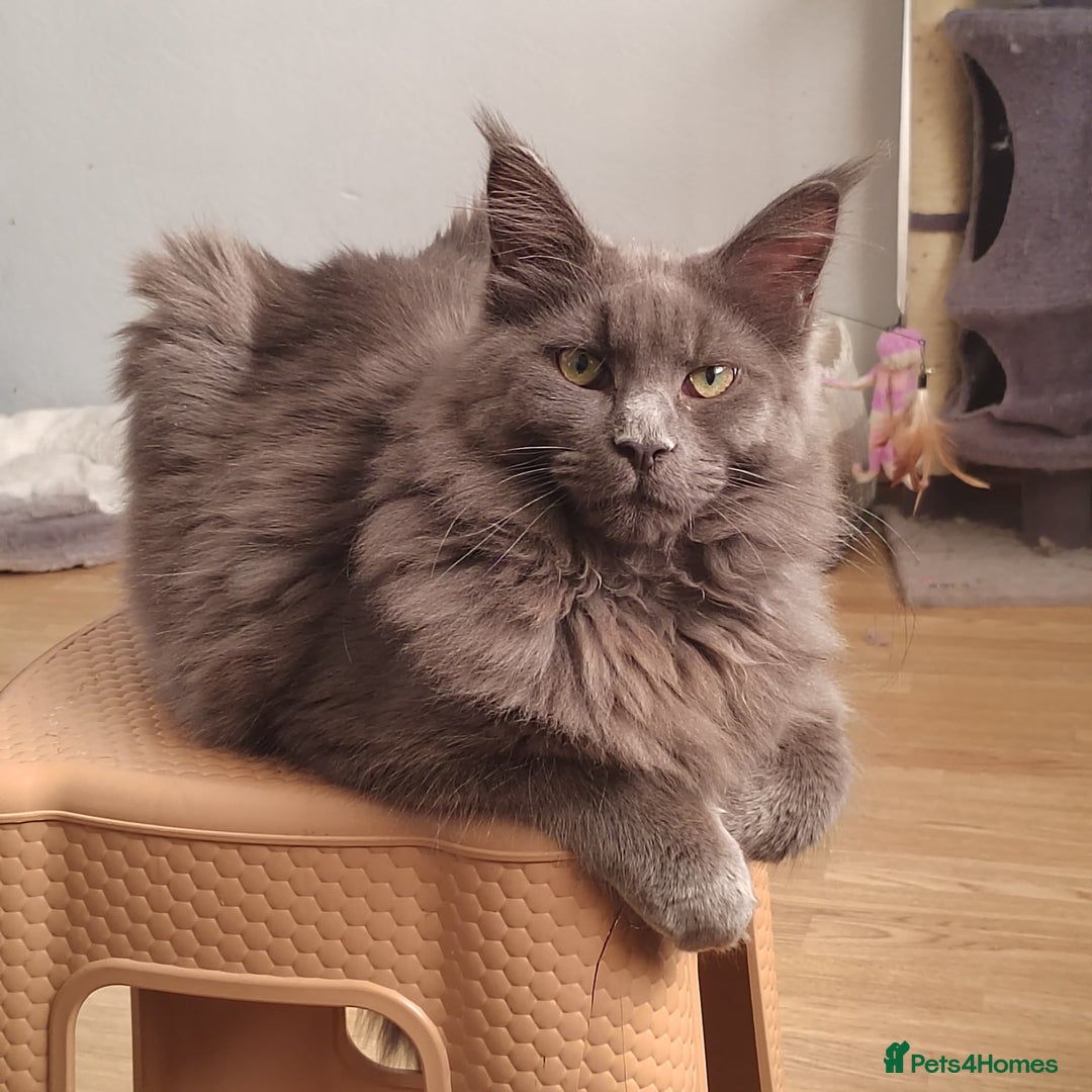 Maine Coon cats for sale: 3/4 Maine coon kittens  - Advert 13