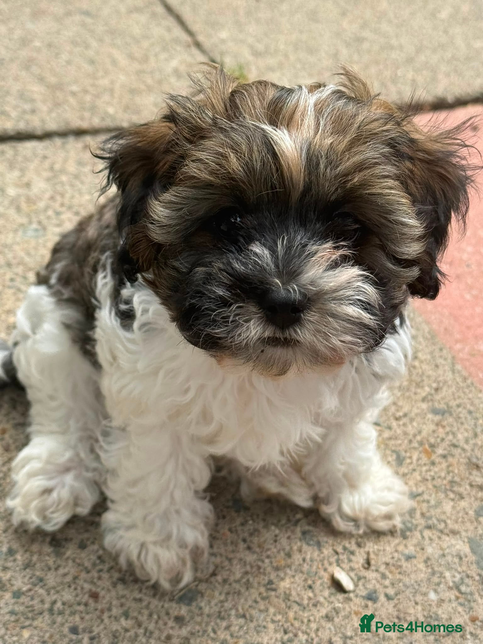 Cavapoo dogs F1B Cavapoo Puppies for Sale 🐶 3 Boys Left!!  - Advert 13