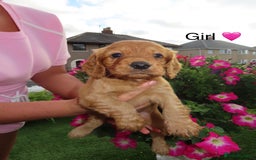 Cockapoo dogs for sale: Beautiful cockerpoo puppies  - Image 33