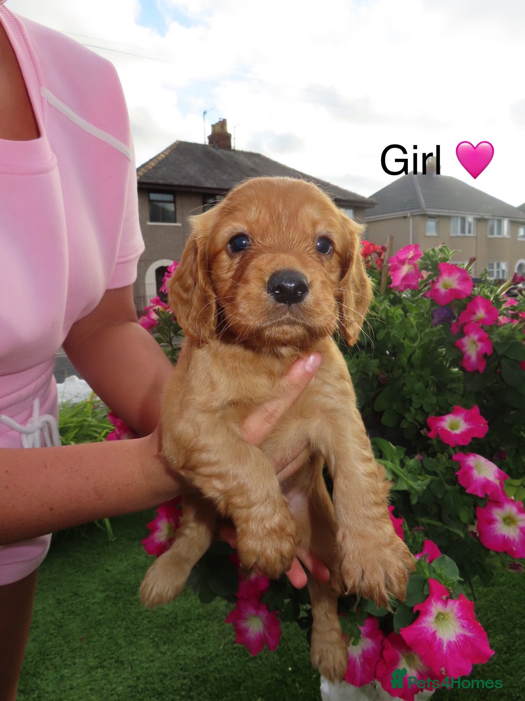 Cockapoo dogs for sale: Beautiful cockerpoo puppies  - Image 33