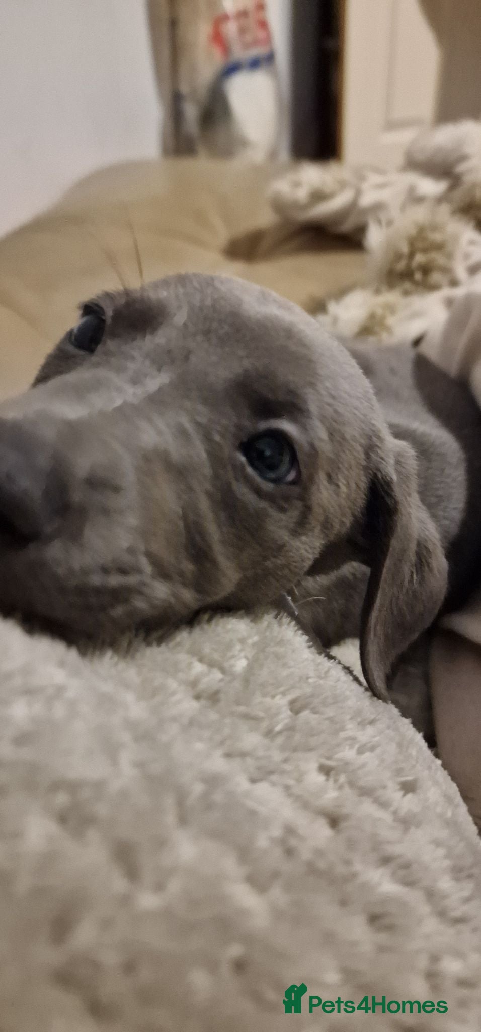Whippet dogs Whippet puppies for sale - Advert 11