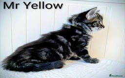 Bengal cats for sale: Beautiful Bengal x Mainecoon moggies - Image 13