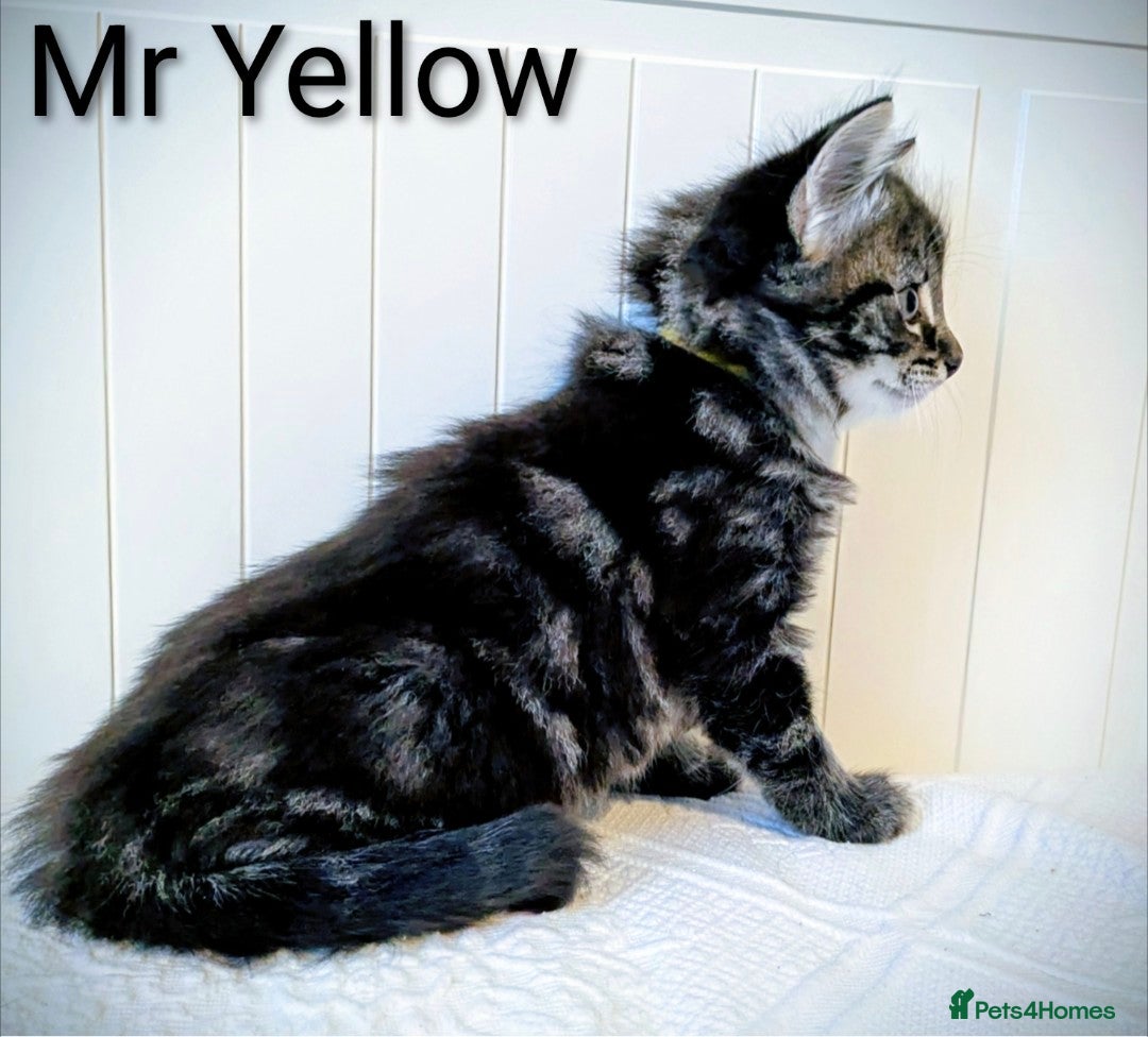 Bengal cats for sale: Beautiful Bengal x Mainecoon moggies - Image 13