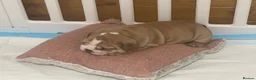 English Bulldog dogs for sale: Exquisite English Bulldogs ! - Advert 2