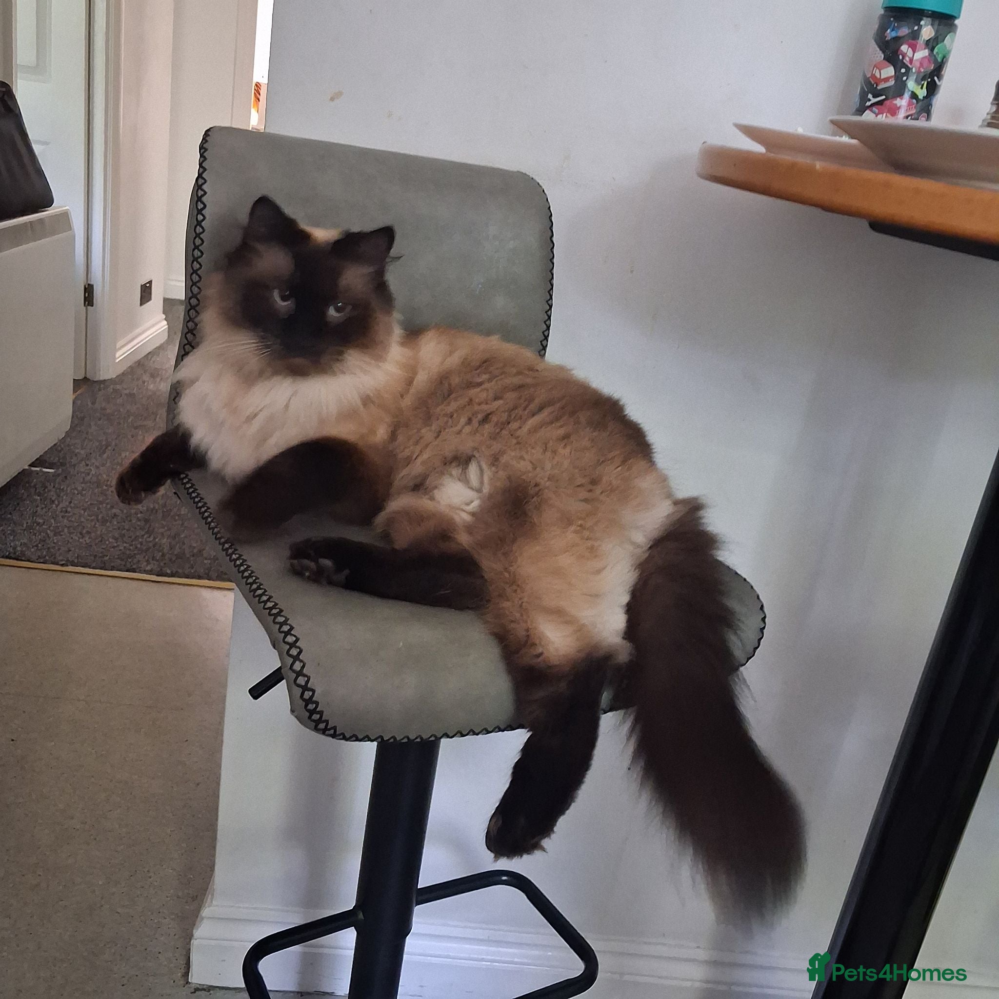 Ragdoll cats Handsome boy - Advert 1