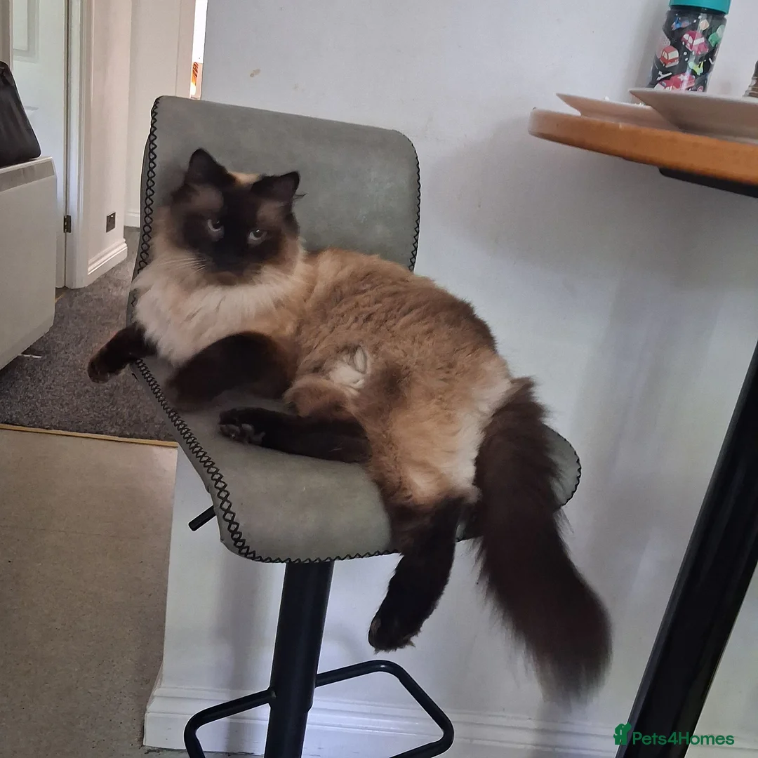 Ragdoll cats for sale: Handsome boy in Newbury - Advert 1