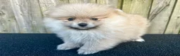 Pomeranian dogs for sale: Adorable, KC Registered Pomeranian Puppies in Colchester - Advert 8