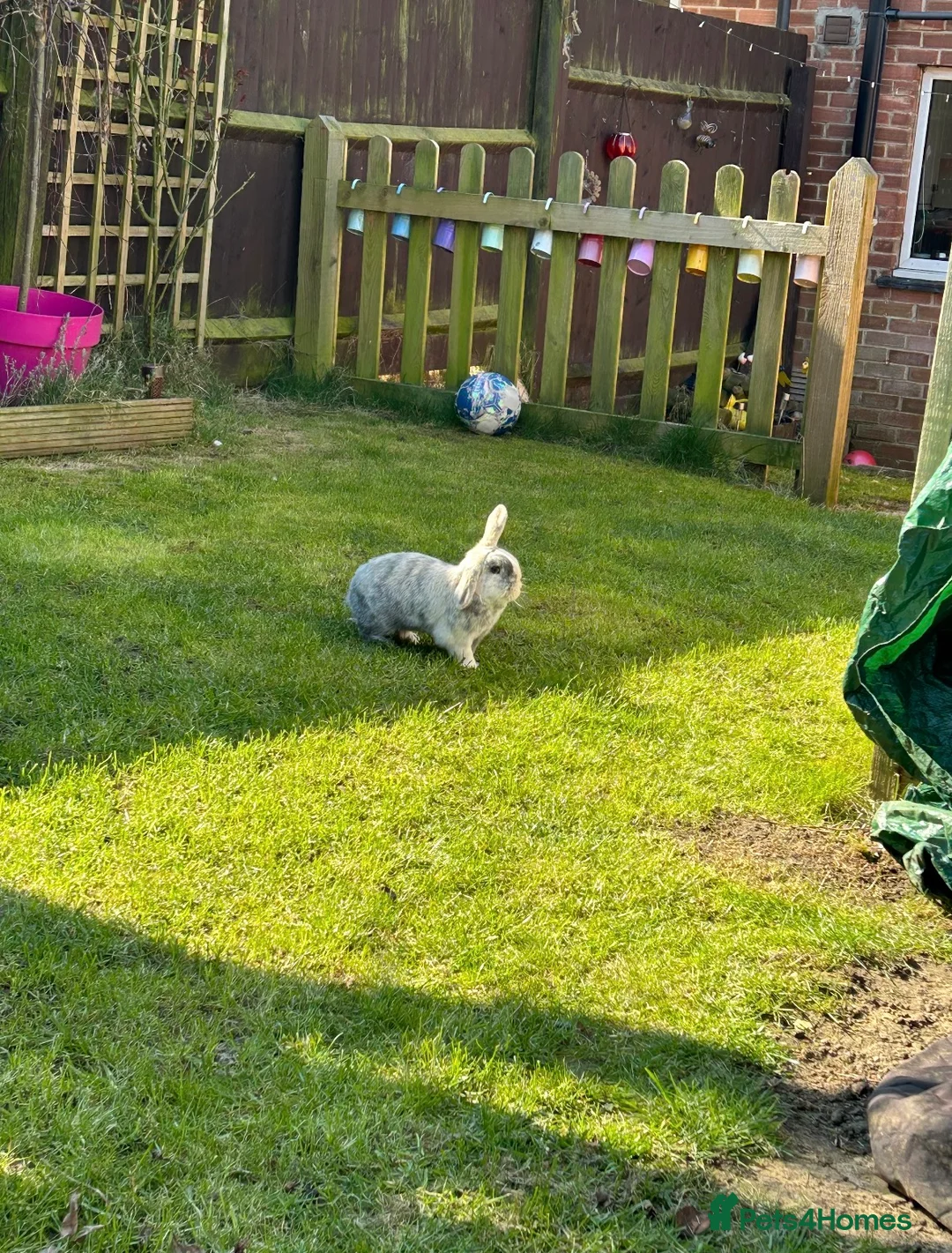 Mixed Breed rabbits for sale: 2.5 year old male harlequin lop bunny  in Melton Mowbray - Advert 4
