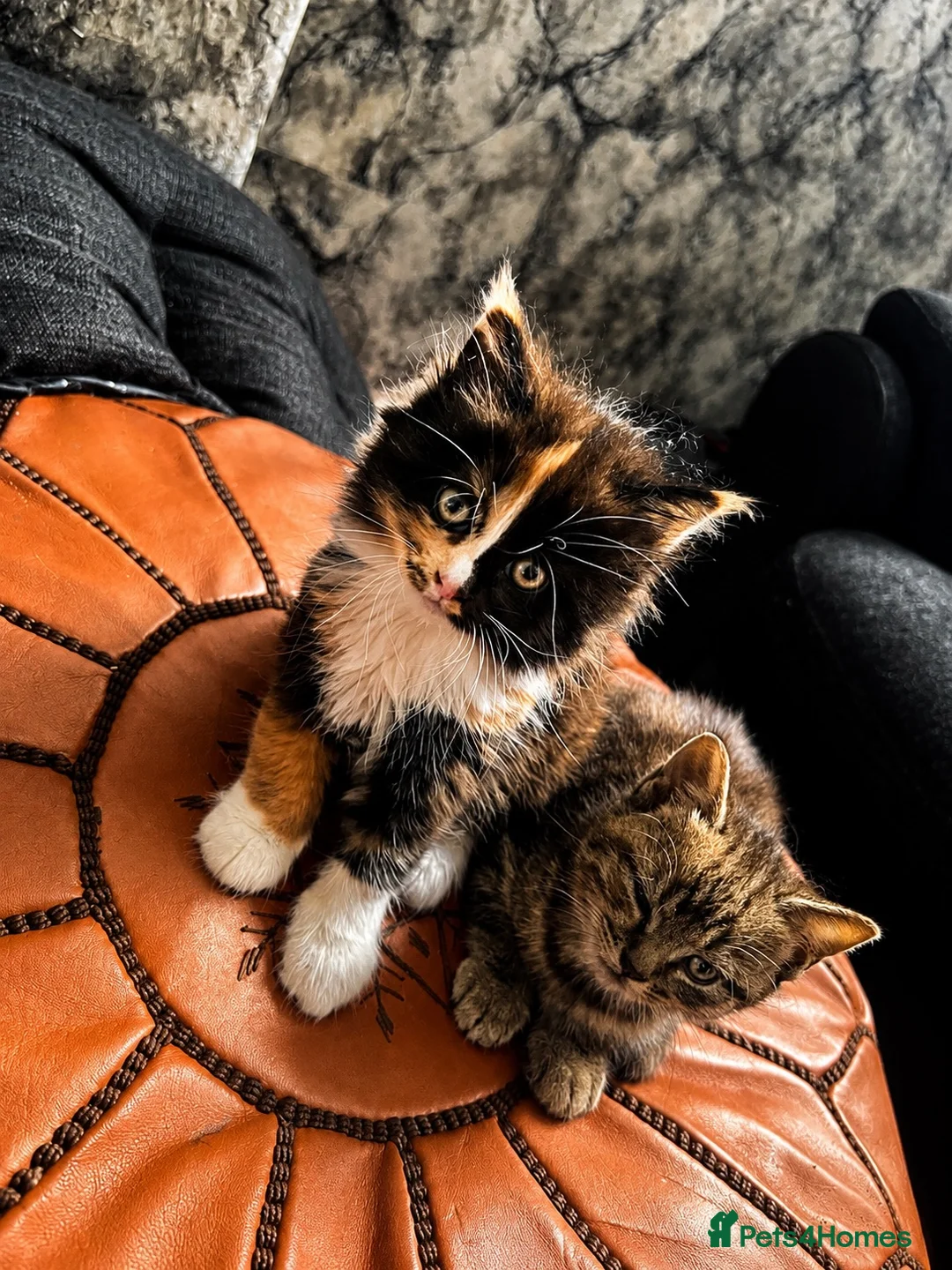 Mixed Breed cats for sale: KITTENS FOR SALE NEED GONE ASAP - Advert 1