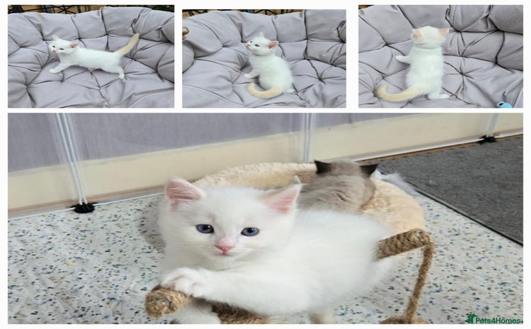 Ragdoll cats - Advert 7