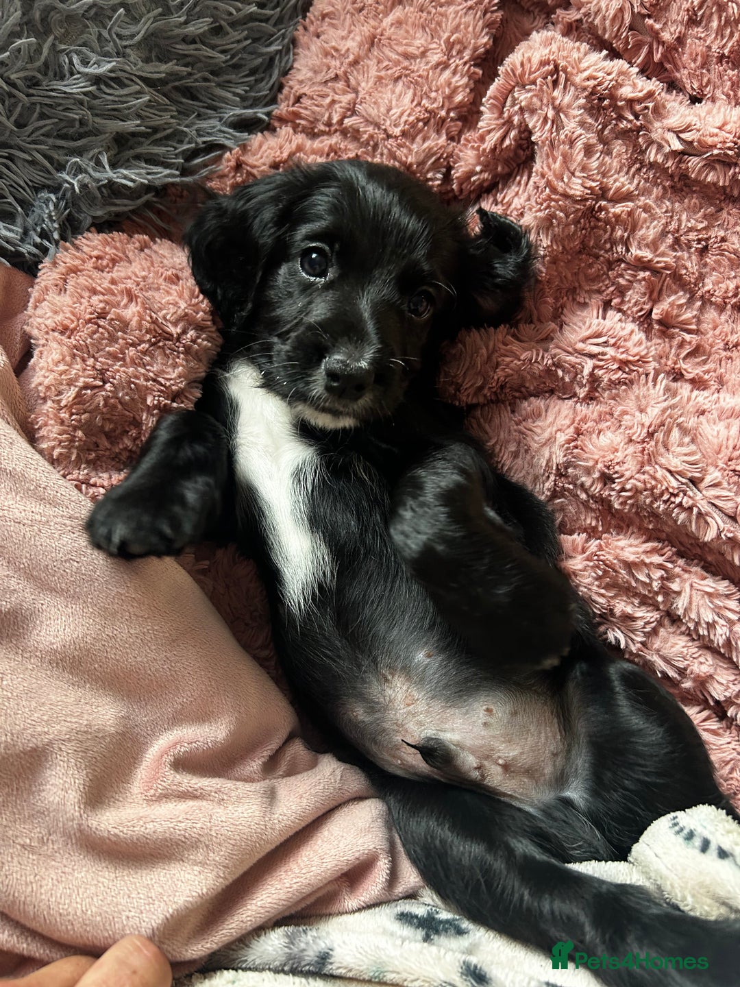 Cocker Spaniel dogs for sale: 2 beautiful cocker spaniels out of a litter of 7 - Image 1