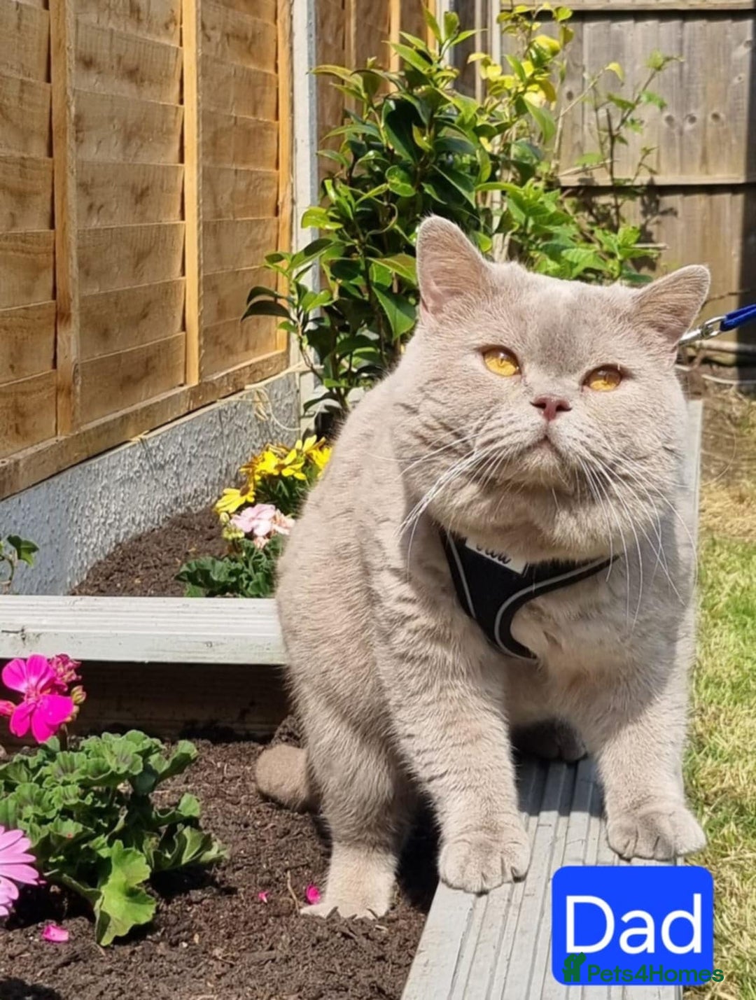 British Shorthair cats for sale: High Quality British Short Haired Kittens - Image 20