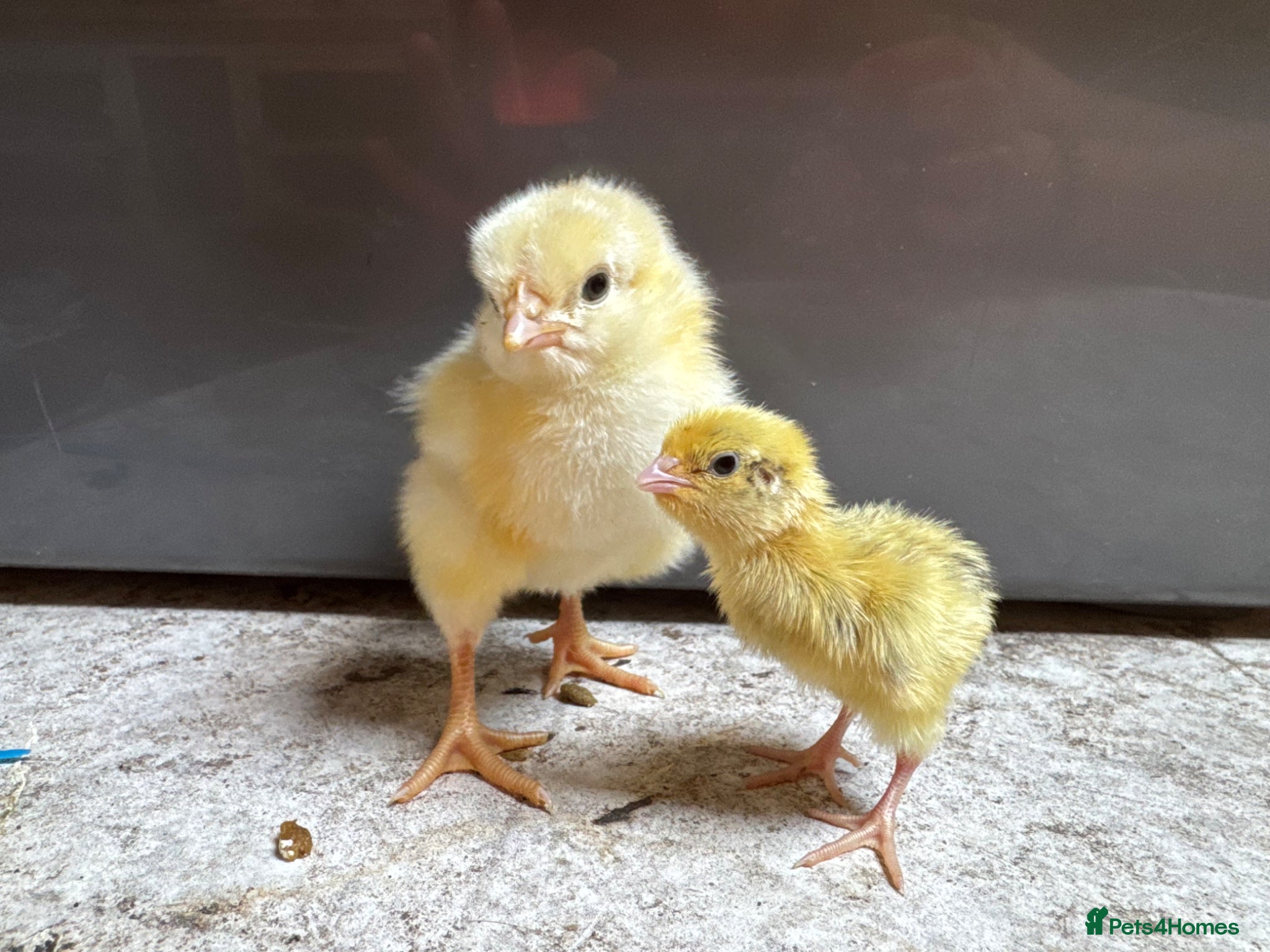 Mixed Breed poultry Unsexed light Sussex chick & quail chicks  - Advert 5