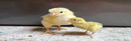 Mixed Breed poultry for sale: Unsexed light Sussex chick & quail chicks  - Advert 1