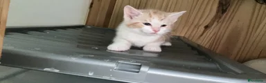 Mixed Breed Kitten 1