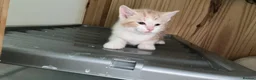 Mixed Breed cats for sale: Persian tabby - Advert 5