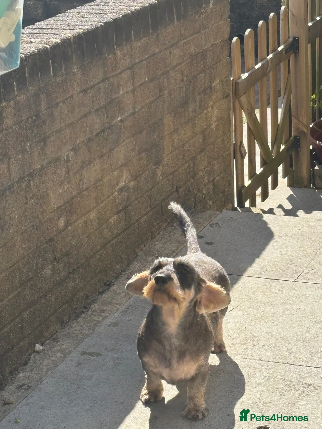 Dachshund dogs for sale: Standard wirehaired dachshund  - Advert 6