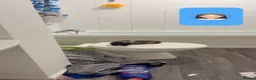 Ferret rodents for sale: Blondie and blackie  - Advert 5