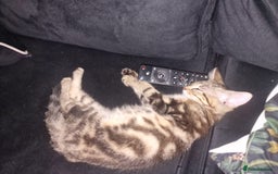 Domestic Shorthair cats for sale: 2 beautiful girls for sale  - Image 4