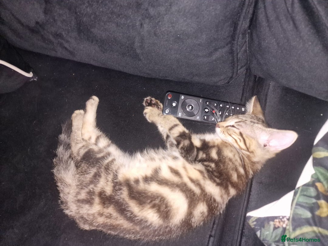 Domestic Shorthair cats for sale: 2 beautiful girls for sale  - Image 4
