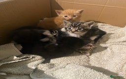 Mixed Breed cats for sale: Adorable kittens for sale - Image 1