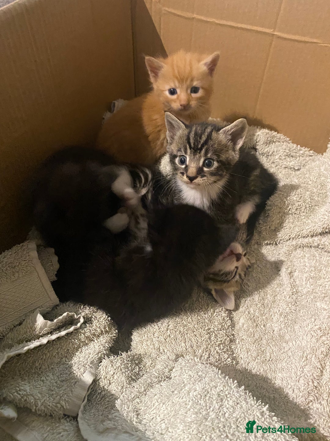 Mixed Breed cats for sale: Adorable kittens for sale - Image 1