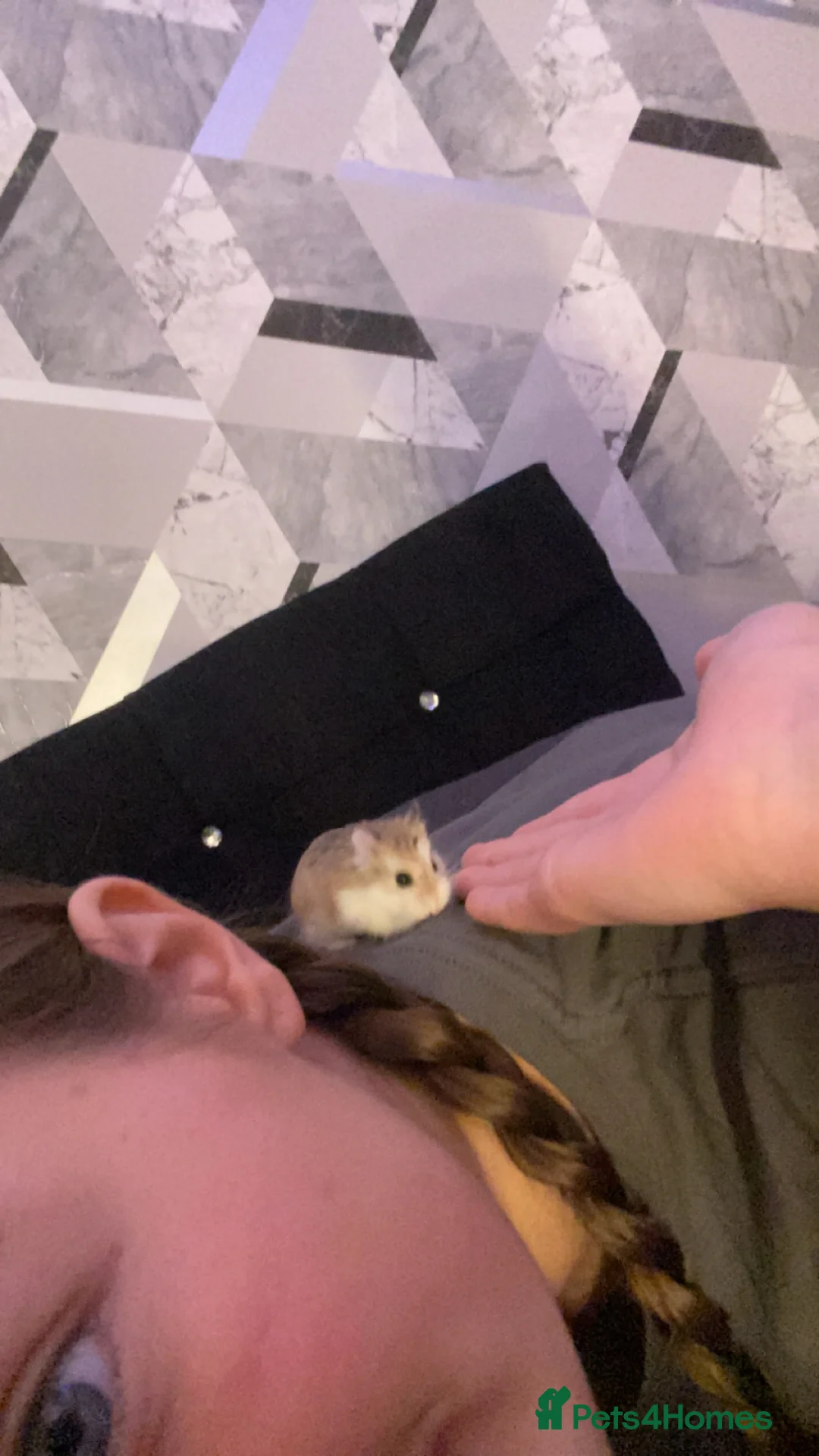 Hamster rodents for sale: China dwarf hamster in Motherwell - Advert 2