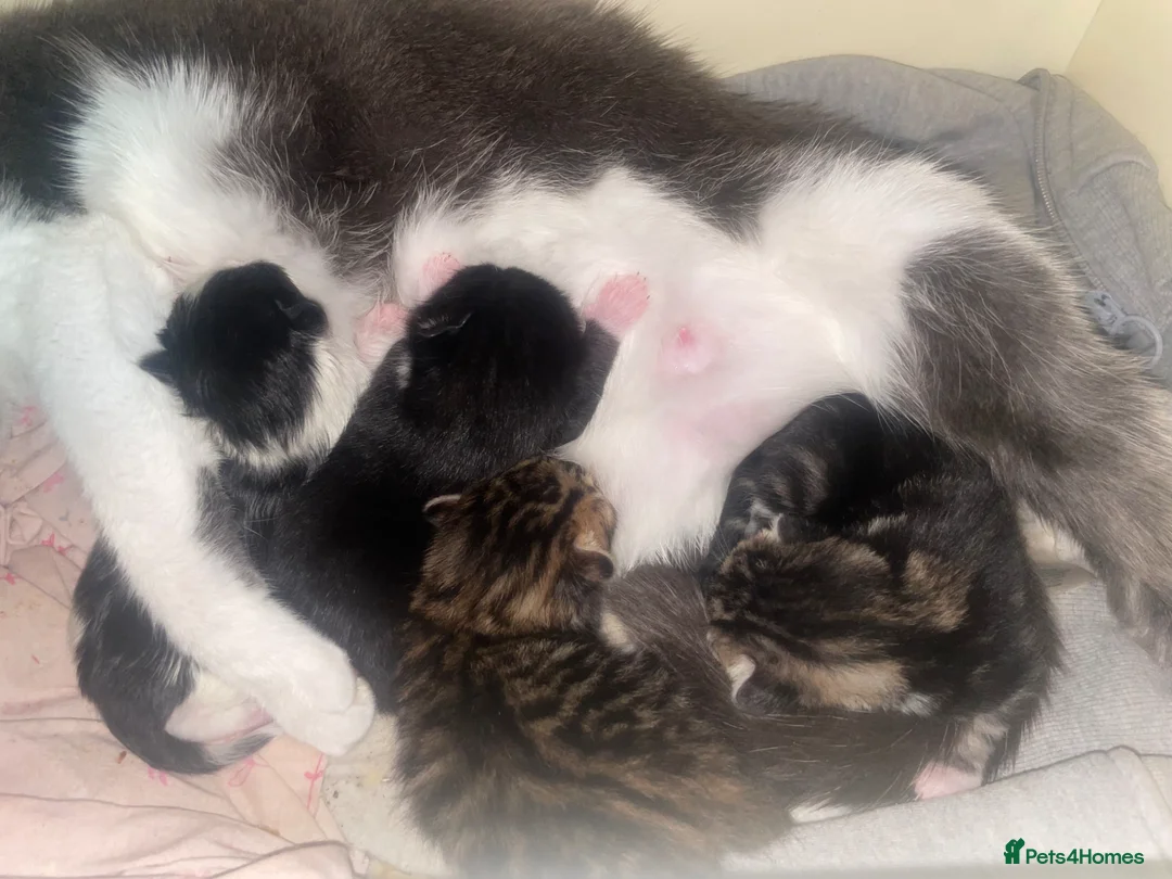 Mixed Breed cats for sale: Mixed tabby’s  - Advert 12