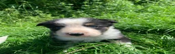 Border Collie dogs for sale: 4 gorgeous Border Collie Puppies - Advert 16