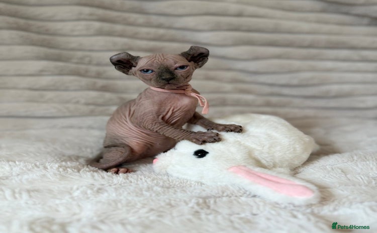 Sphynx cats - Advert 2