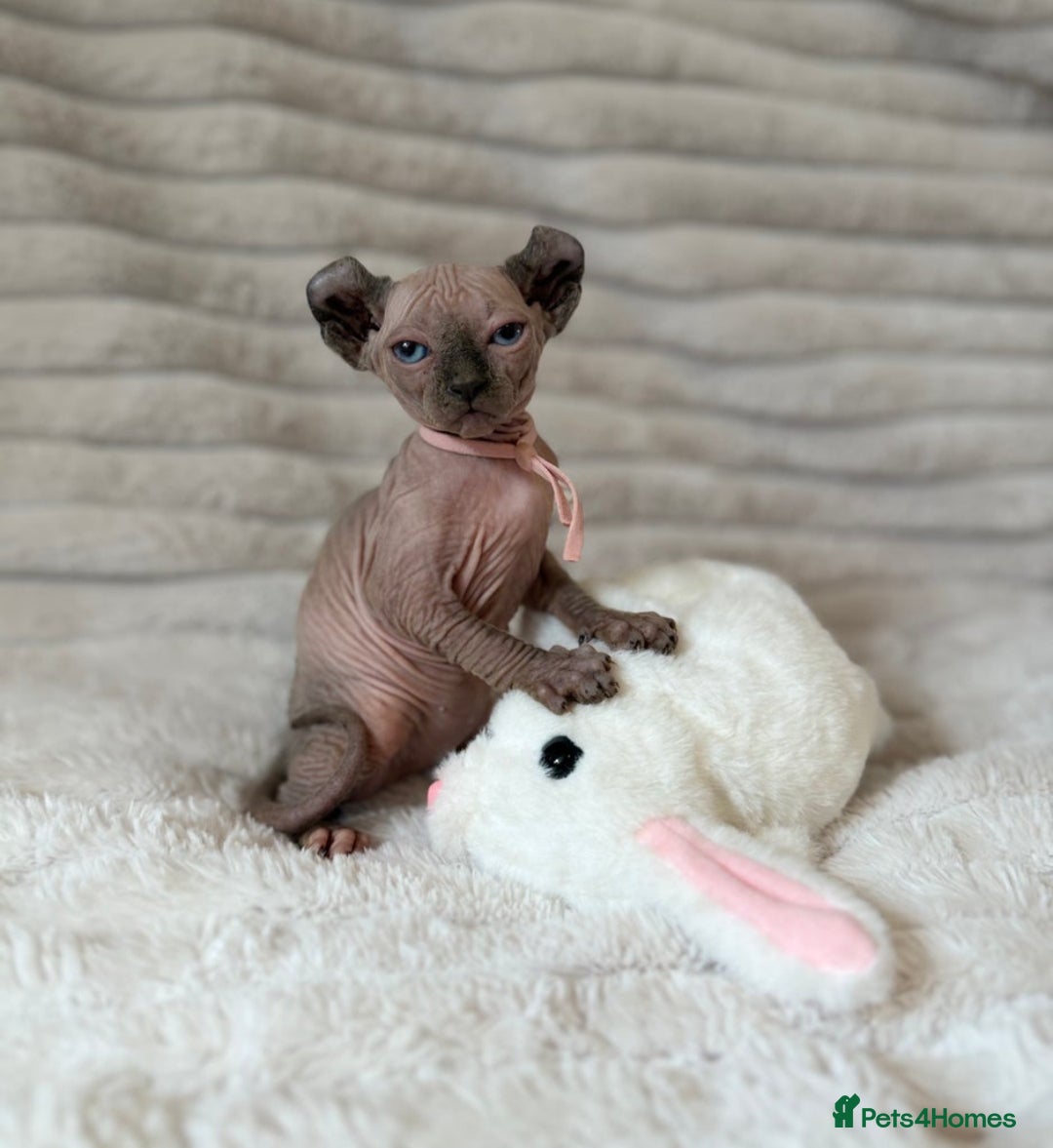Sphynx cats for sale: Elf Sphynx Girl  - Image 1