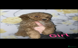 Miniature Poodle dogs for sale: Miniature poodles  - Image 2